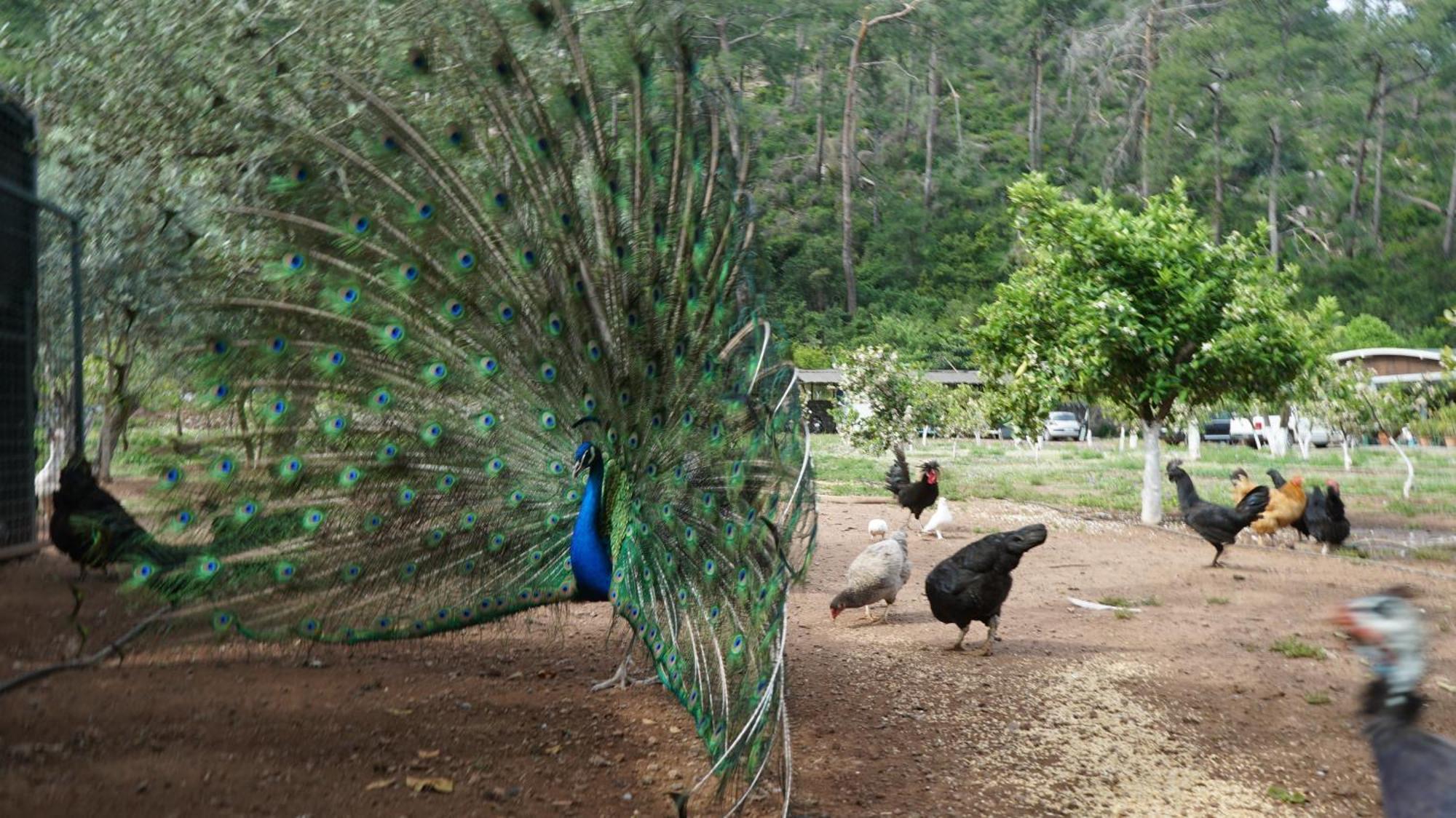 Doga Ciftlik Konaklama Marmaris Exterior foto